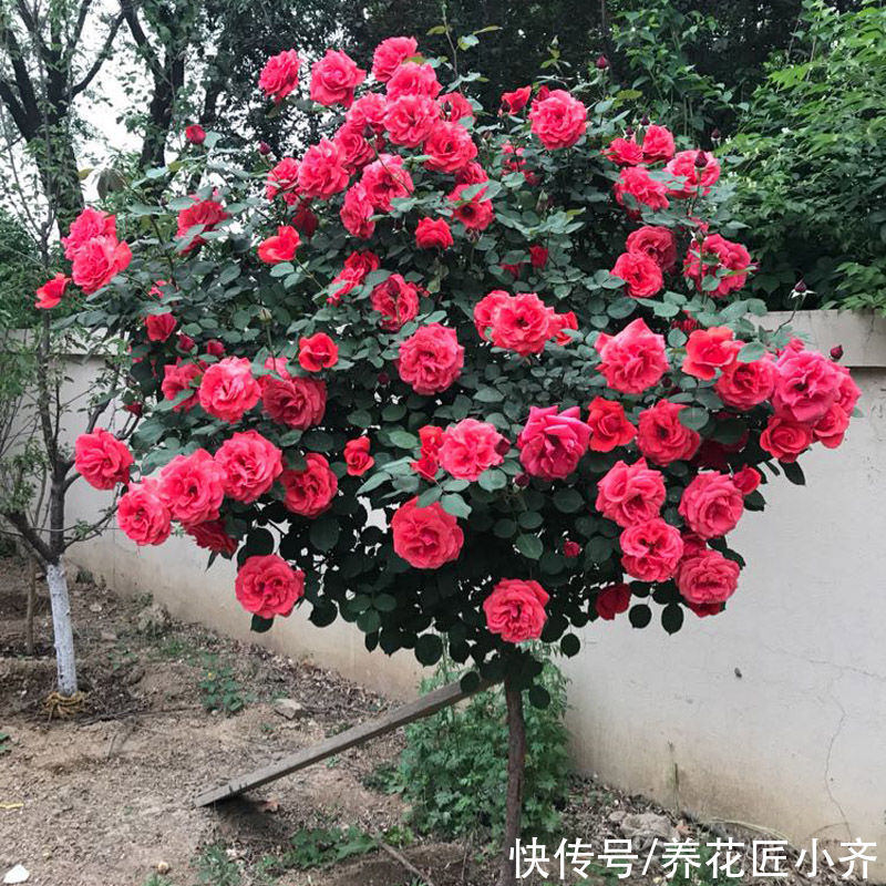 老手|养月季绣球,老手买小苗,新手买老桩,小花匠告诉你真正原因