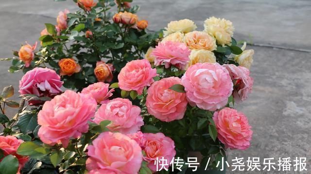 阳台|此款阳台盆栽花,漂亮似牡丹,花开一整年,养护简单,很值得栽培