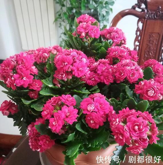 修剪|长寿花持续长叶不开花?只需简单做3步,30天满头花苞,开花爆盆