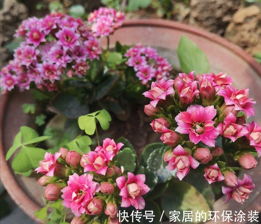 十月不知养啥花?看看这六种,好养又漂亮,可以放心入手