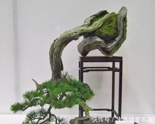 枝干|盆景多珍贵，爱花的人都知道，不小心枝干折损，我们该怎么办