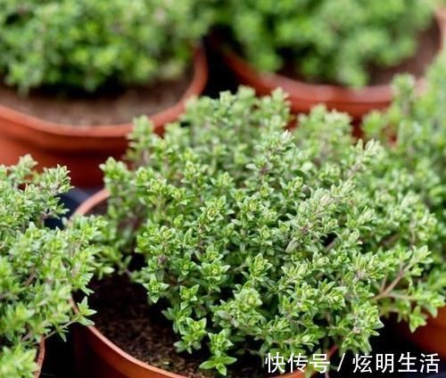 盆栽|6种“花”,自带香味,室内养1盆,比清新剂强1倍,无毒又环保