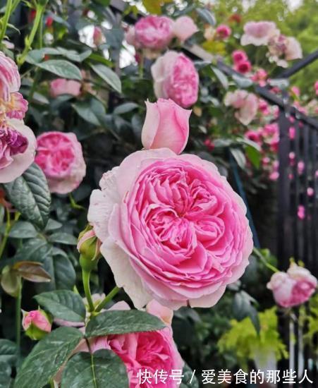 11月养月季,1件事不能偷懒,趁早做枝繁叶茂,来年花苞压枝头