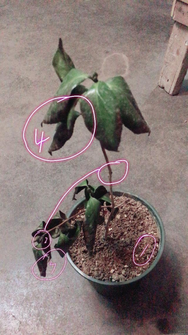 茶花的根快烂了，还能拯救吗，茶花换盆不是你想换就换