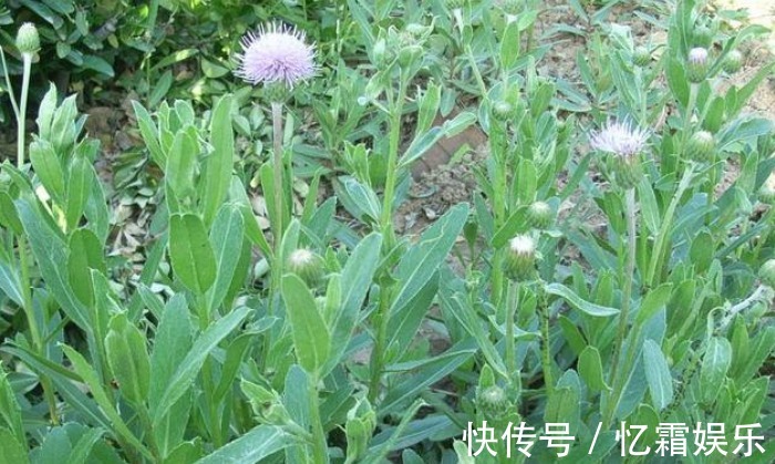 刺儿菜刺儿菜|农村的这几种野菜,利尿消肿、养肝护肝,多吃没有坏处!