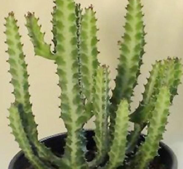 长大|花卉市场看到的这几种多肉,长大了都是有毒的,最好别买