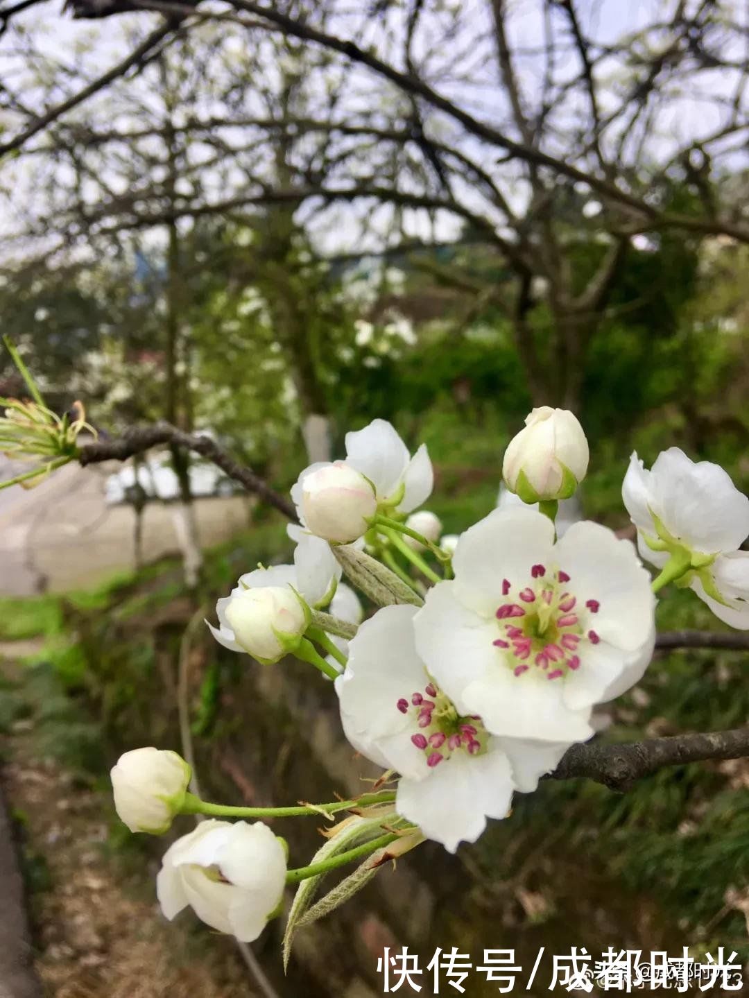 老年|离成都最近的梨花园盛开了 赏花休闲不错过