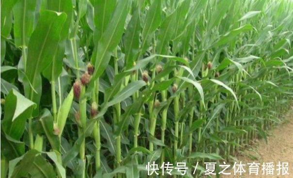 病害|玉米延缓衰老、清理肠胃，农民种植掌握病害防治，收获高产玉米