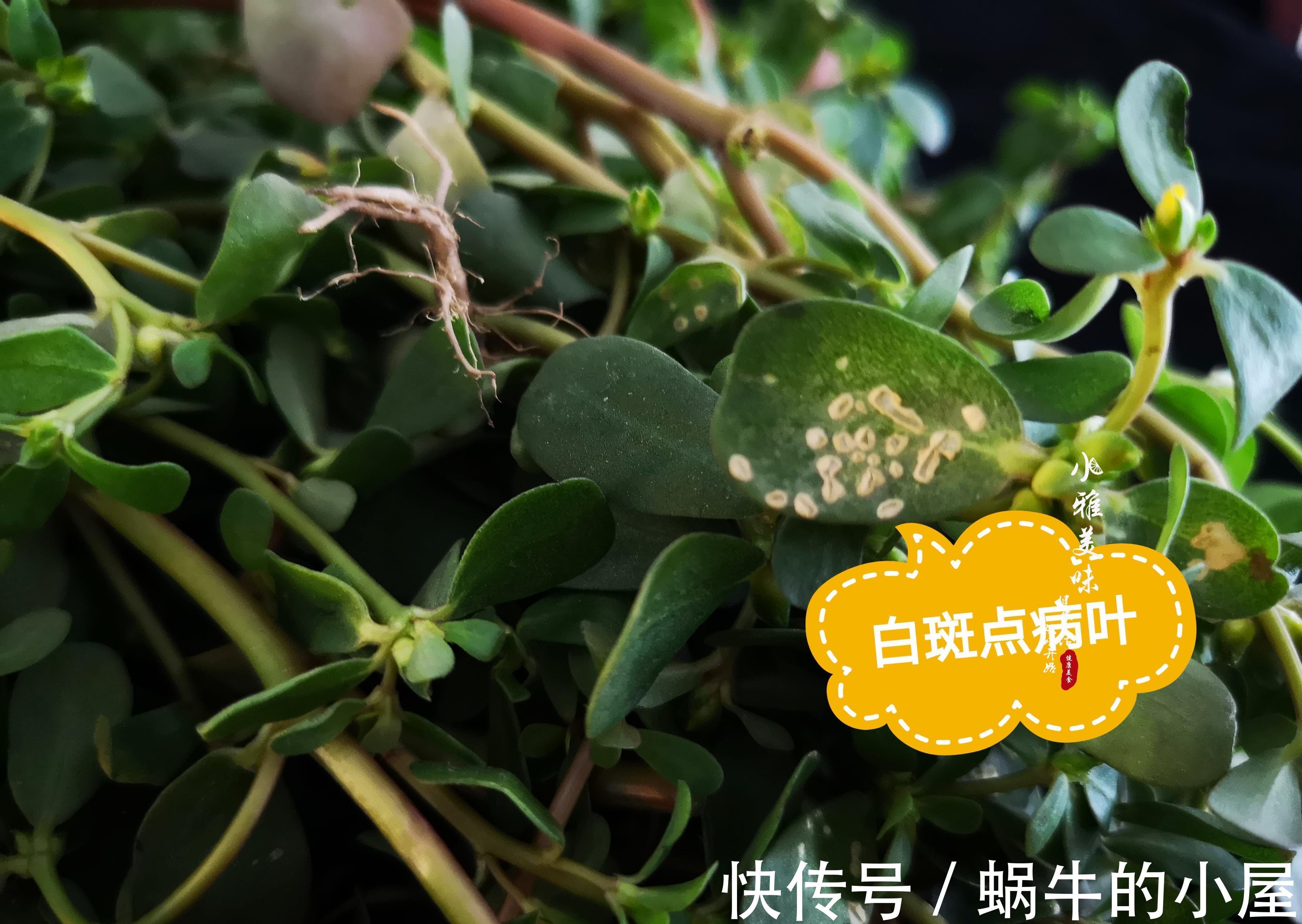 剁辣椒|在欧洲偶遇中国野菜,兴奋之余,当晚演绎了一场经典的中国凉拌菜