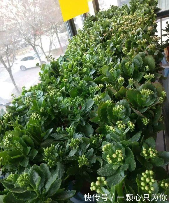 长寿花开成“大花球”,是怎样“炼成的”?5个小技巧,照做就行