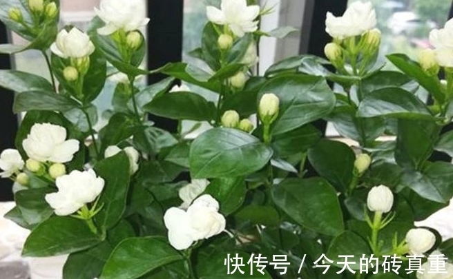 茉莉花黄叶怎么办,找准原因简单一步,叶片绿油油