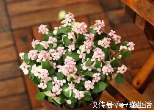 盆景太贵玩不起这花便宜得很,修修剪剪成老桩价值高