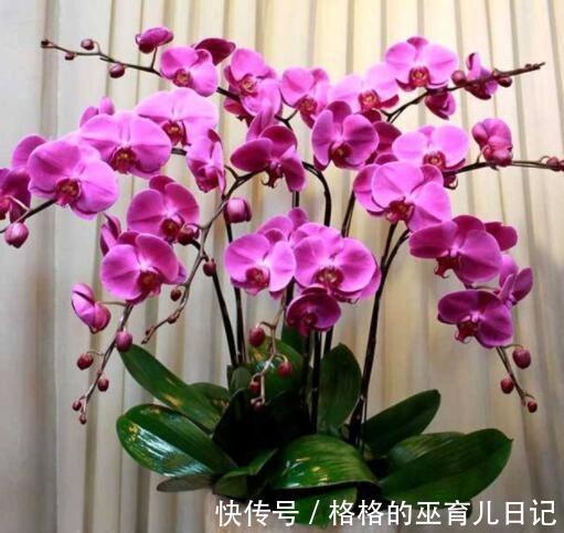 农历|农历十一月大雪过后,养什么花?家里养3种花,红红火火好运连连