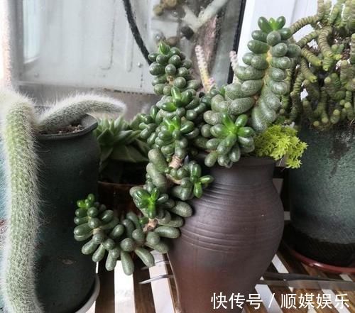 养多肉坚持很重要，都说很丑的龟之卵，六年时间变悬崖桩，真好看