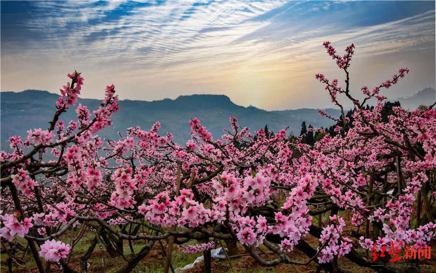 花花花花花~且看公园城市的“花月令”