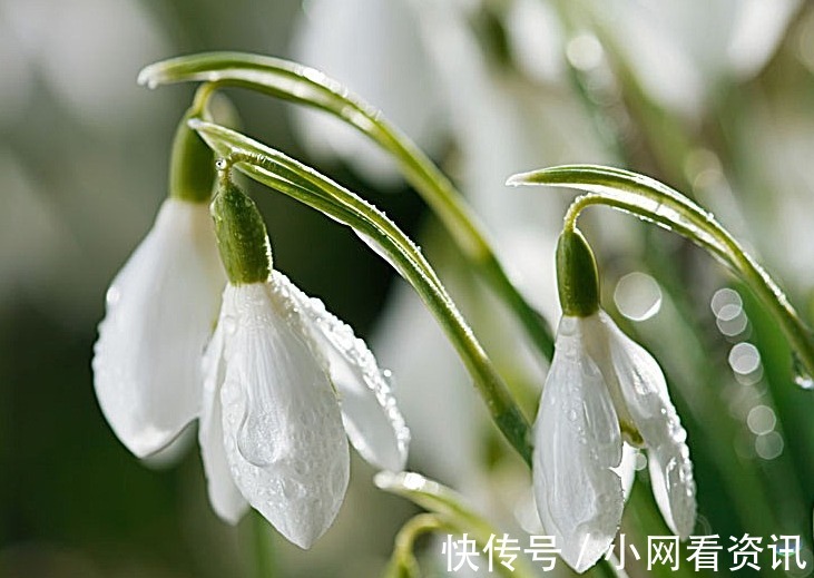 阿典|此花是水瓶座守护花，洁白如雪不畏寒意，是一种勇往直前的力量