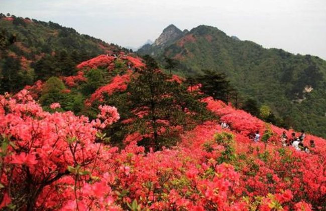 养花试试这几款，花朵成簇开放，热闹而喜庆