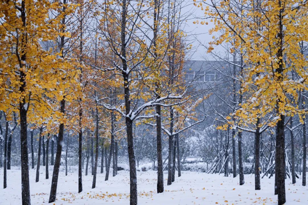 初雪|定格·山东商院的初雪