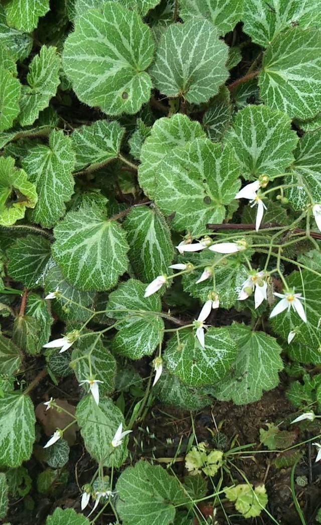  生长|有种小野草能开花，盆植无光也能活，可爱却很霸气