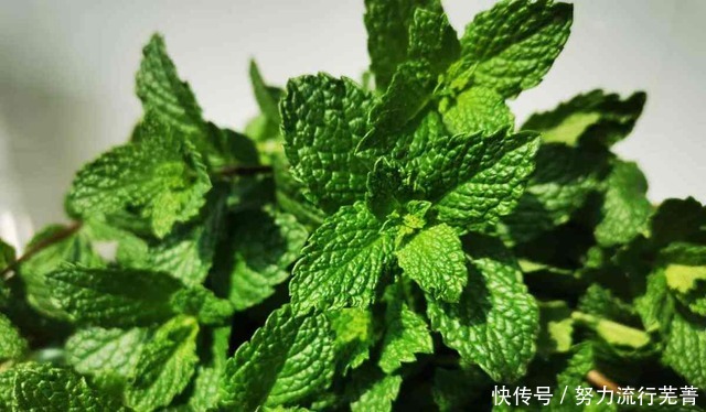 浇水|5种花就是“大水桶”,一天不浇水也不行,叶子很快就会干!