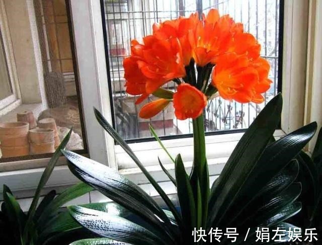 君子兰|养君子兰,经常喂点“它”,叶片翠绿花剑多,一年能开两次花