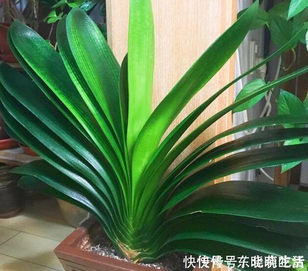 王大爷|君子兰养5年,“娇滴滴”的不开花,一冻一晒一点肥,挤满大红花