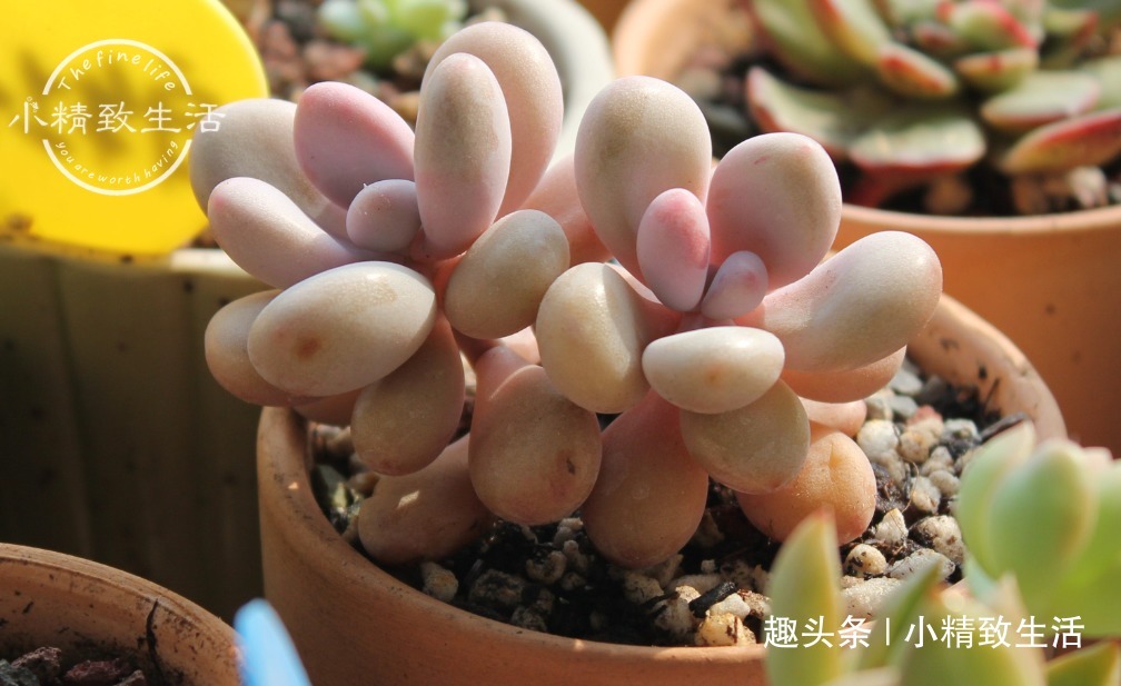 阳台|多肉阳台党度夏总结,收拾空盆,亡羊补牢,明年再战