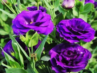 此花花型优美,花色鲜艳,是主要的切花和盆花