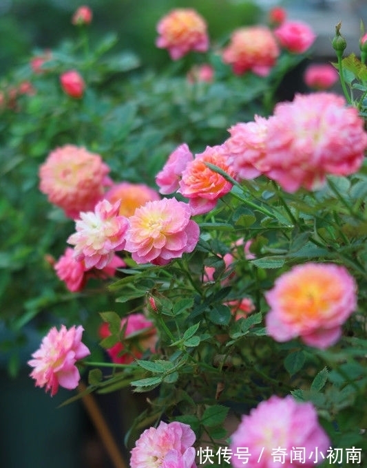 喜欢养花,不如养盆郁金香,花形似牡丹,超级好养