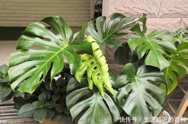 想省心就养这些花，没有病虫害，就爱开花！想省心就养这些花，没有病虫害，就爱开花！