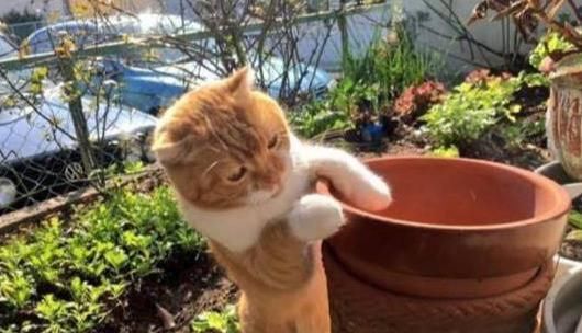 猫咪喜欢打翻花盆 它们为何会养成这种爱好 又该如何纠正它们 快资讯