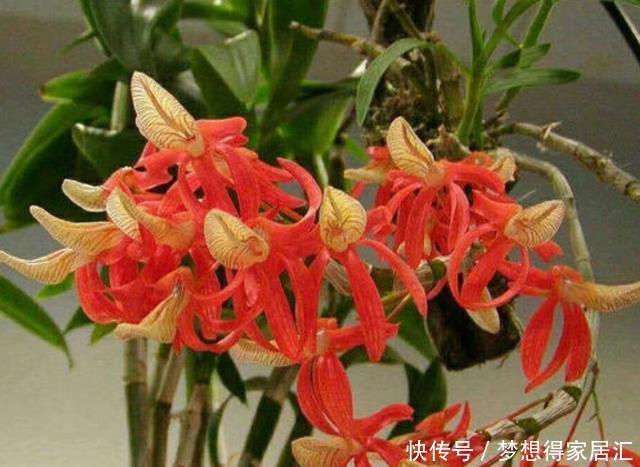 养好|居家养花,“小妙招”不能乱学,要了解什么对花好,才能真正养好