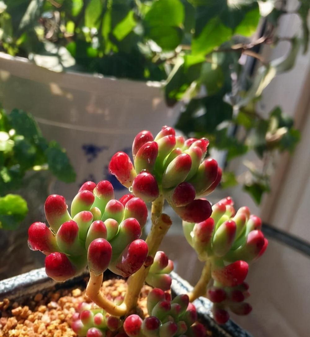 天生“怕水”的15种花,养不好都是因为“太勤了”,别忽视