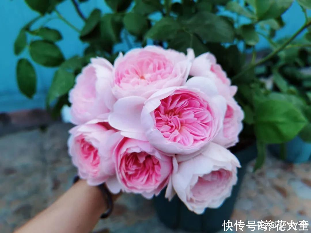 氛围感|养这5种花，实现切花自由，不用别人送