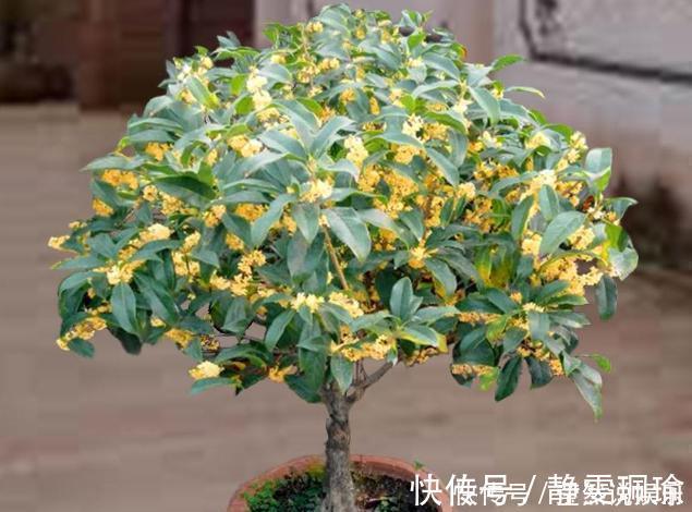 新手|想要桂花长得快,开花多,只需1个简单“动作”,新手也能做好!