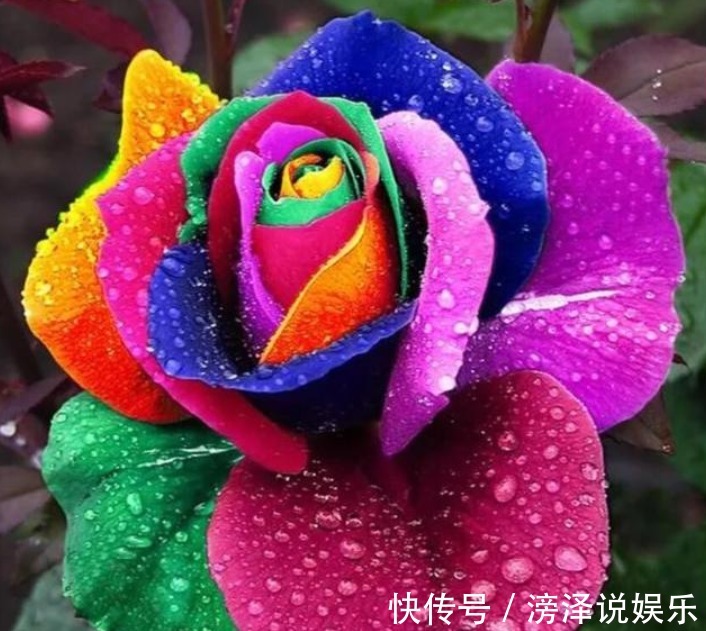 名字|“4种花”美的出奇,不仅花好看,名字也好听,尤其第2种!