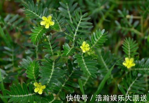 蒺藜|此种黄花野草，果子粘人，被农民当成害草，却不知是清肝明目良药