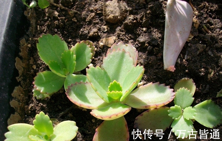 小花|6种省心植物，做到这几点，养好无忧