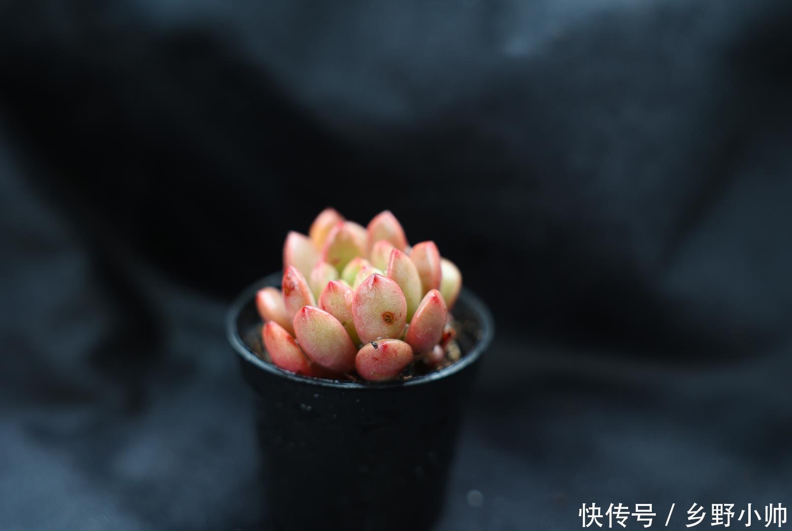 一部分|肉友分享: 三分之一时间在陪肉肉,多肉已经成为不可缺少的一部分