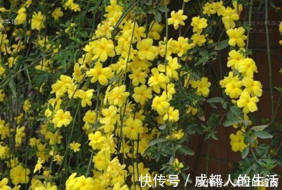 绣球花|养花试试这几款，花开繁盛花香怡人，给点阳光就灿烂，人见人爱