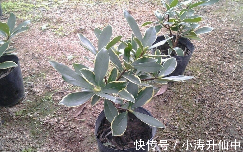 牢记3点要求,冬天室内盆栽瑞香,开花饱满漂亮,香味浓郁