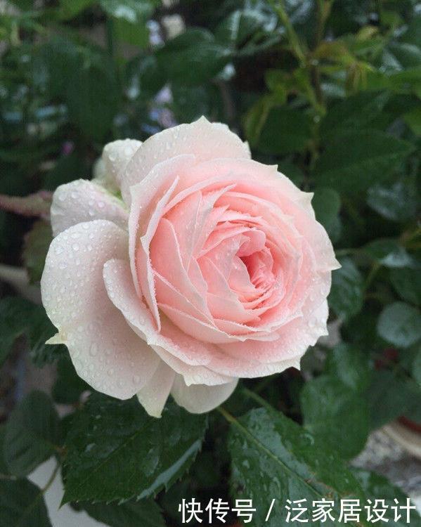 月季|喜欢月季,不如养盆精品月季“无限公主”,粉嫩娇贵,沁人心脾