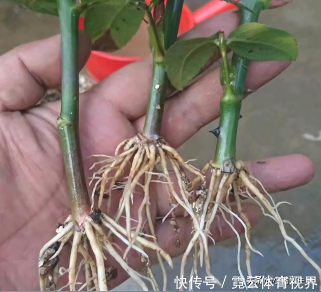 花友|玩扦插有2个难点,试试这个小方法,1月长出“大白腿”,成活高?