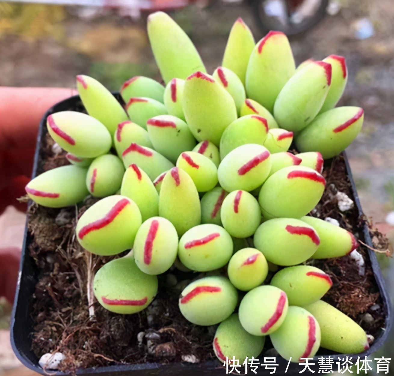 多肉植物|多肉爱喝2种“肥水”，一月给2次，叶子胖嘟嘟，养成“小胖墩”