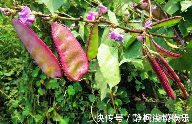 健脾|三伏天，吃肉不如吃这菜，健脾开胃助消化，简单一炒真下饭