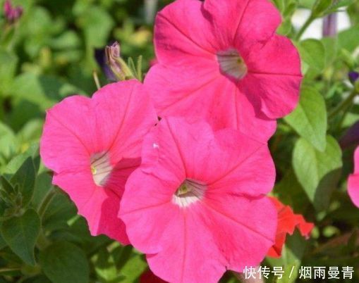 4种花漂亮又好养,养几盆家里变花海,颜值超高超美的