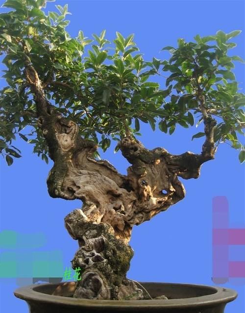  盆栽大的桂花树落叶子该怎么办？