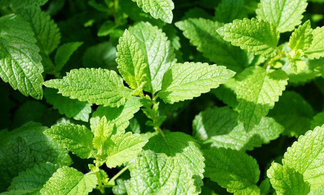 吸烟者没办法戒烟，常喝2水吃2草，排除烟毒，肺更健康