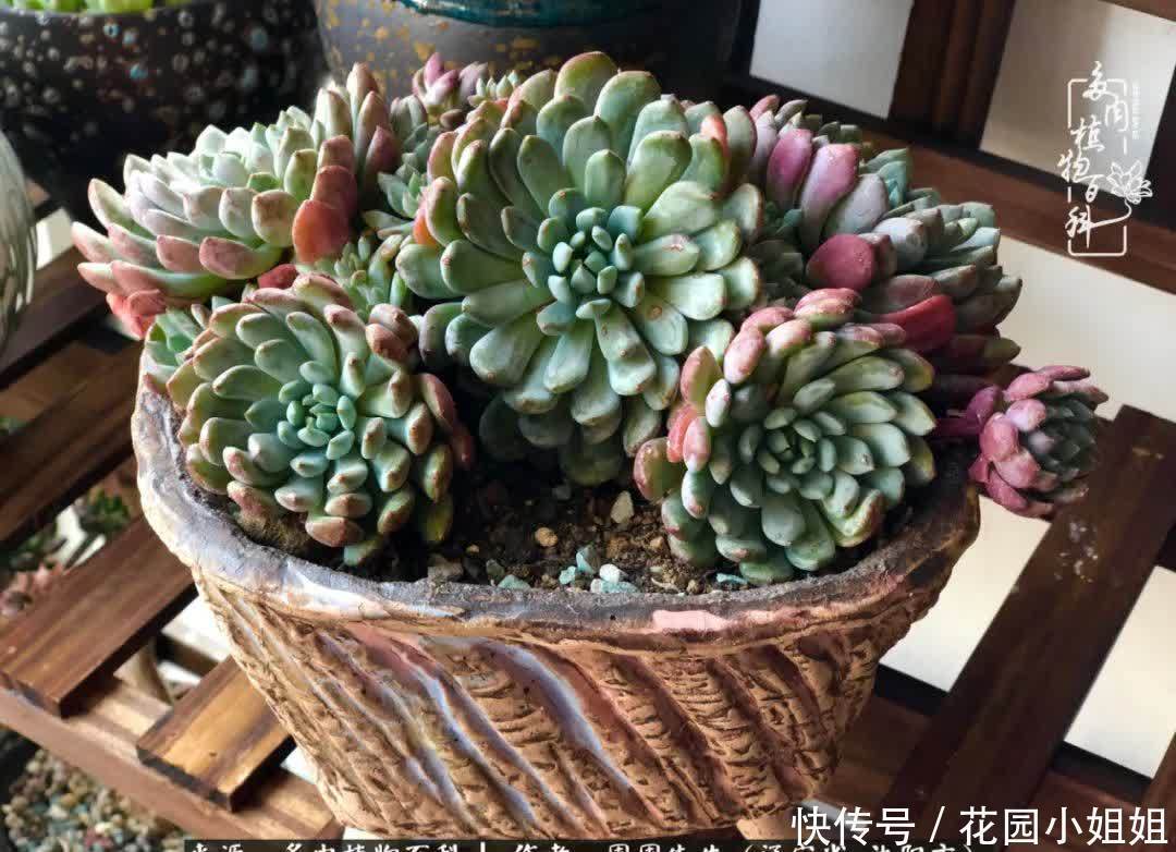 不羡鸳鸯不羡仙,只羡东北来春天!多肉冬去春来!