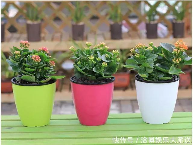 个头|家里养“3种花”,现在砍个头插盆里,一入秋就长不停!